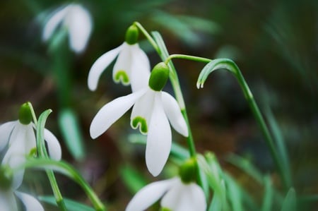 snowdrop - snowdrop, flower