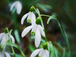 snowdrop