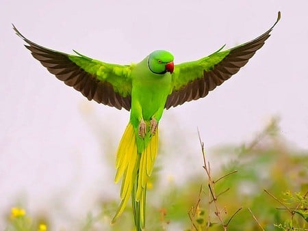 Flying Parrot - picture, beautiful, green, flying, parrot