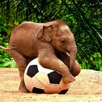 Baby Elephant