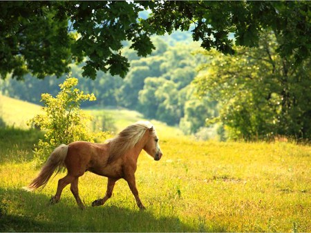 Wild Horse - wild horse, picture, cool