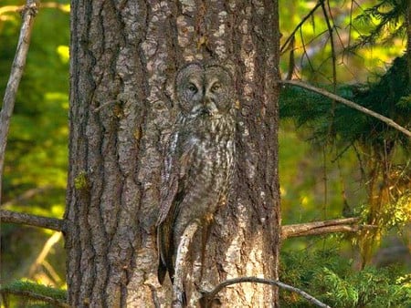 Amazing Owl Picture - picture, amazing, owl