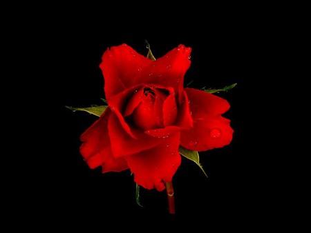 Red Rose - rose, picture, red, beautiful