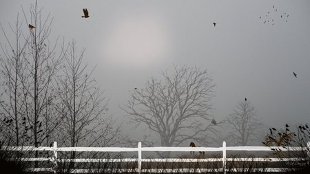 Field Fog - fence, farm, horse, trees, fog, field, widescreen, birds