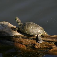 Another happy turtle