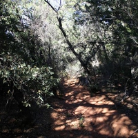 Forest Path