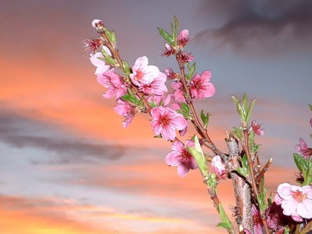 Apple Blossom - sky, tree, pink, pretty