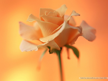 Rose - rose, beauty, petals, peach