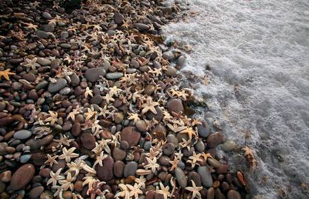 Starry beach - starry, beach, photography