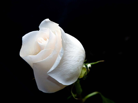 white_rose - flowers, rose, white, hot