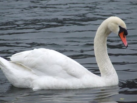 Swan - bird, animal, water, swan