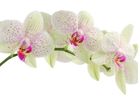 White orchid - flowers, orchid