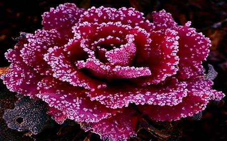 Crystal Sparkling Rose