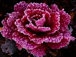 Crystal Sparkling Rose