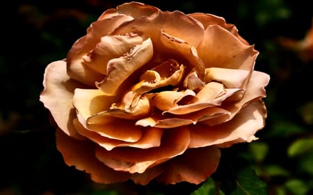 Golden Times - romantic, light, golden, flowers, rose