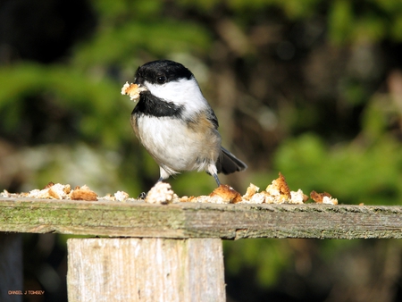 chickadee - danieltowsey, chickadee