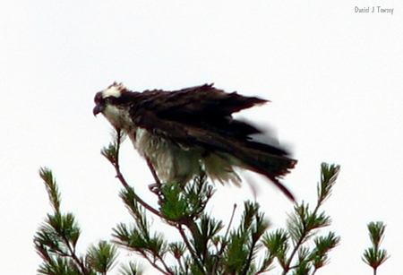 Osprey - danieltowsey, osprey