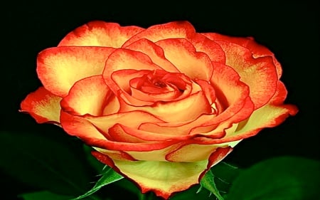 My Love Glowing - beauty, glow, romantic, flowers, rose