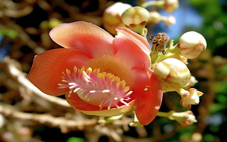 Unforgotten Kisses - flower, beauty, flowers, blossom, bugs, light, nature, romantic, close-up