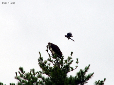 Osprey and Bluejay - osprey and bluejay, danieltowsey