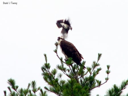 Osprey and Bluejay - osprey and bluejay, danieltowsey