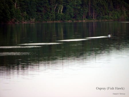 Osprey (fish hawk) - osprey, fish hawk, danieltowsey