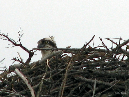 Nesting Osprey - danieltowsey, nesting osprey