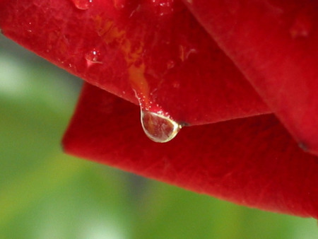 Dew on a rose - red, flower, dew, rose