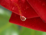 Dew on a rose