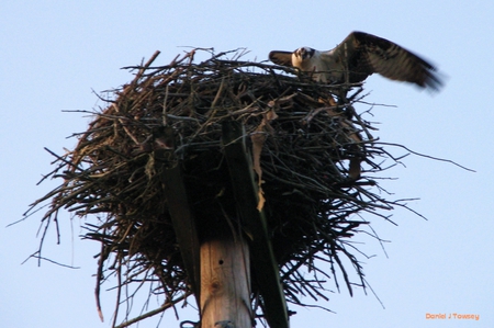 Nesting Osprey - danieltowsey, nesting osprey