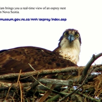 Osprey on webcam