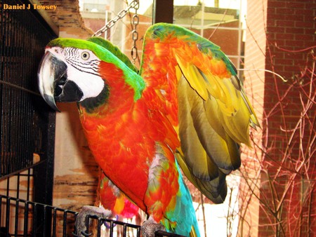 Winged Parrot - winged parrot, danieltowsey