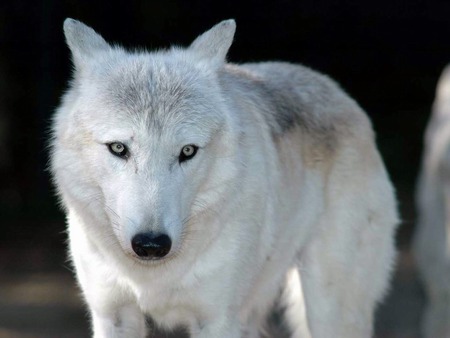 FOREGROUND CLOSEUP WHITE WOLF - proud, handsome, gorgeous, beautiful, majestic