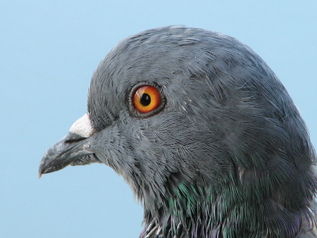 Pidgeon Eye - pidgeon eye, danieltowsey