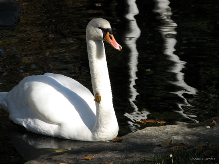 Swan - danieltowsey, swan