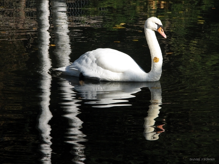 Swan - danieltowsey, swan