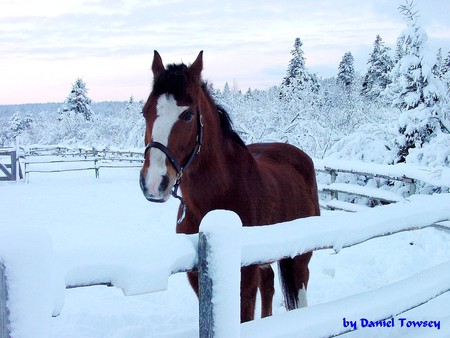 Winter Horse - winter horse, danieltowsey