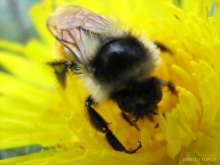 Bee on yellow flower - danieltowsey, bee on yellow flower