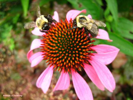 Bees on flower - bees on flower, danieltowsey