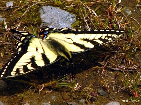 Black and Yellow Butterfly - danieltowsey, black and yellow butterfly