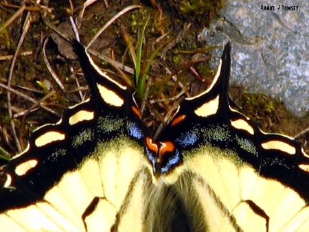 Black and Yellow Butterfly - black and yellow butterfly, danieltowsey