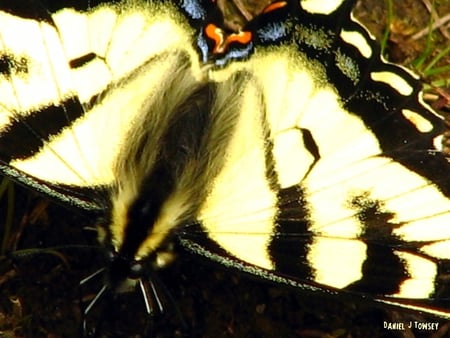 Black and Yellow Butterfly - black and yellow butterfly, danieltowsey