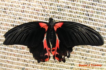 Butterfly - danieltowsey, butterfly