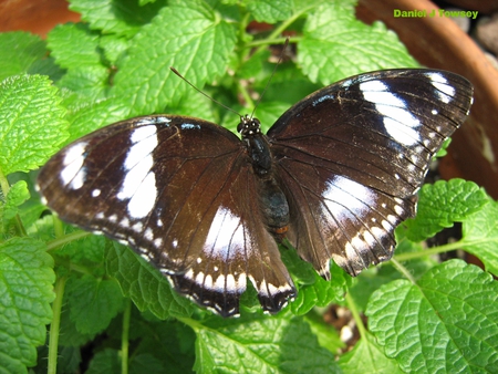 Butterfly - danieltowsey, butterfly