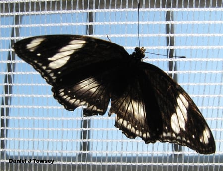 Butterfly - butterfly, black, danieltowsey, wings