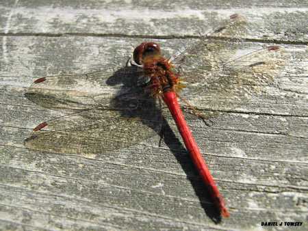 Dragonfly - danieltowsey, dragonfly