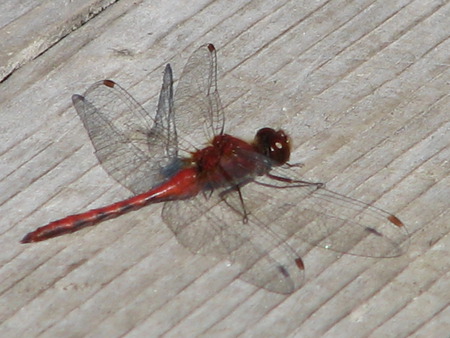 Dragonfly - danieltowsey, dragonfly