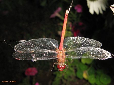 Dragonfly - danieltowsey, dragonfly