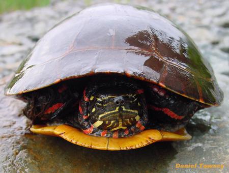 Turtle - danieltowsey, turtle