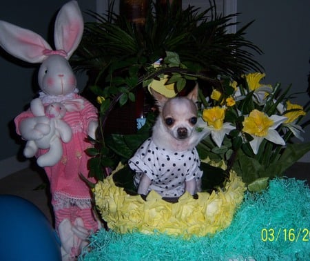 Chi in a basket - chihuahua, dog, grass, bunny, easter, flowers, basket, holiday, cute, animals